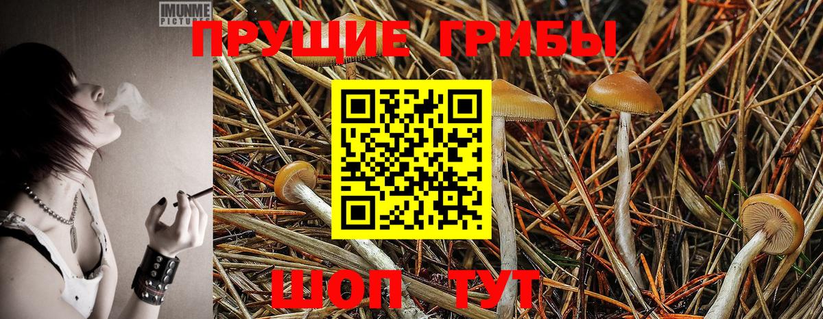 Псилоцибиновые грибы GOLDEN TEACHER  Вход с VPN  Нерюнгри  Галлюциногенные грибы Magic Shrooms 